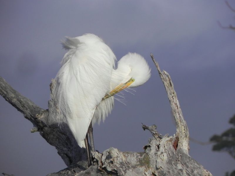 Photo By Okarito Boat Eco Tours Of Majestic White Heron In Okarito, West Coast NZ.